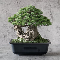 NEIGHBORHOOD SRL x BANDAI SPIRITS . BONSAI MODEL KIT