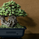 NEIGHBORHOOD SRL x BANDAI SPIRITS . BONSAI MODEL KIT